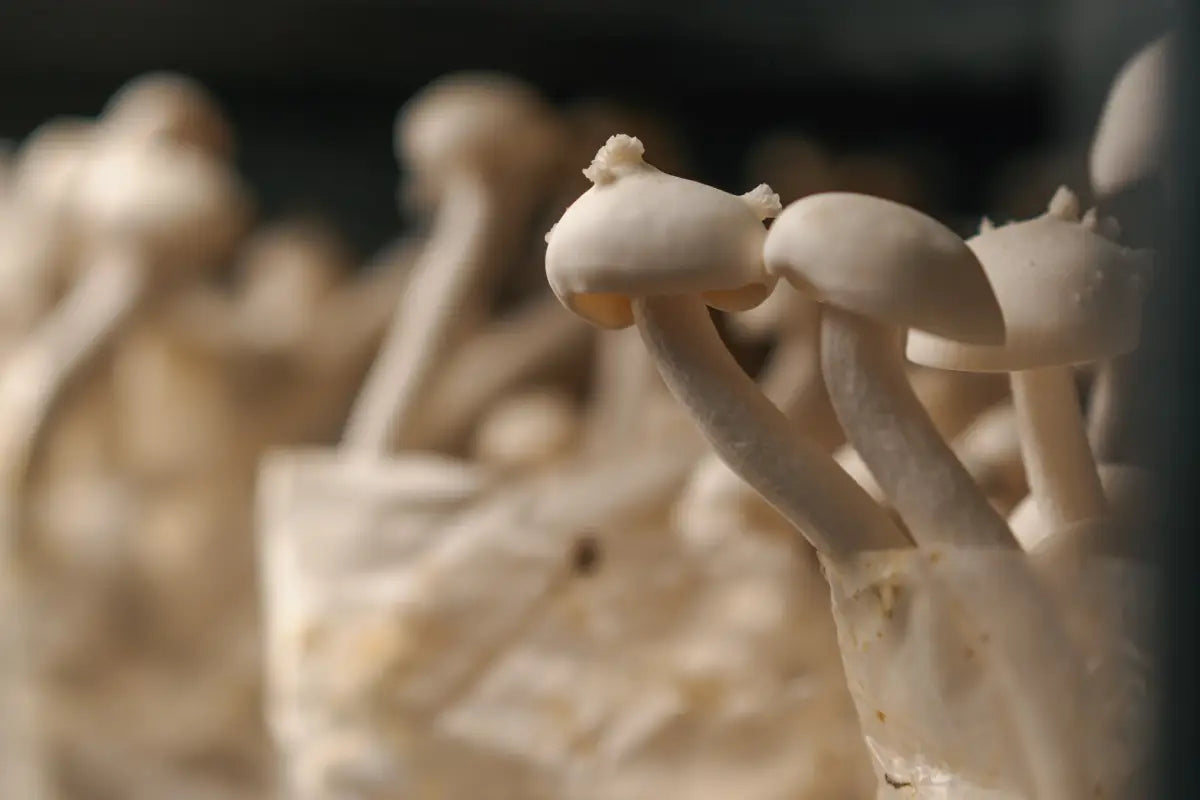 How to Set Up a Fruiting Tent: Complete Guide for Maximum Mushroom Yields in 2025