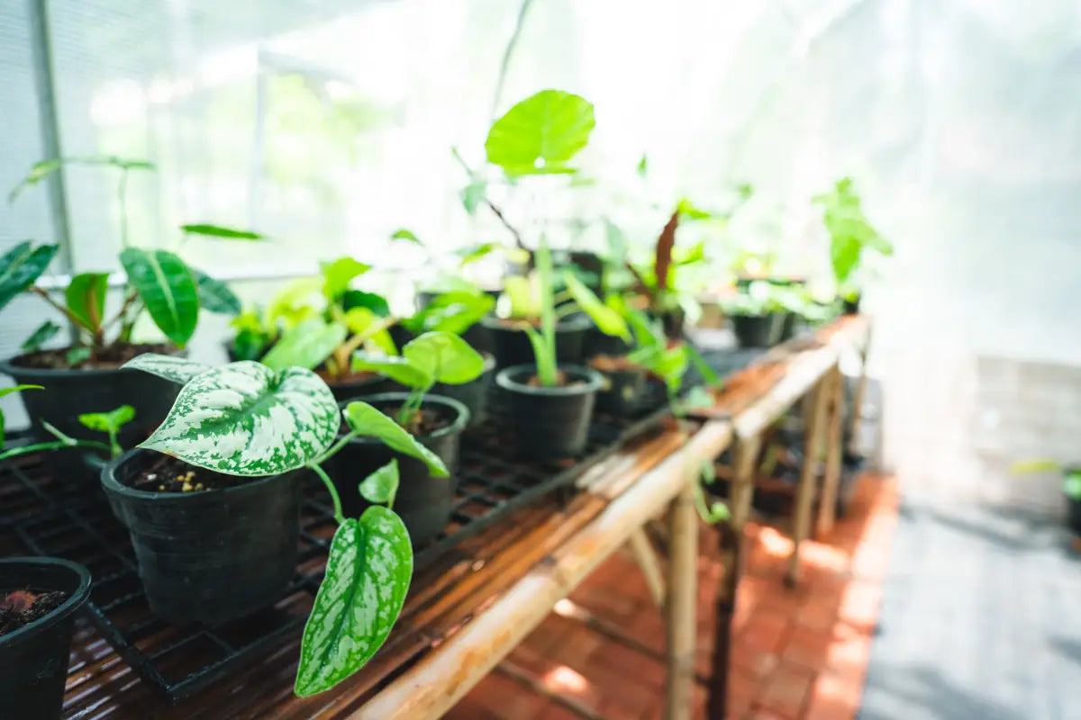 How to Lower kPa in a Grow Tent - Optimize Plant Growth