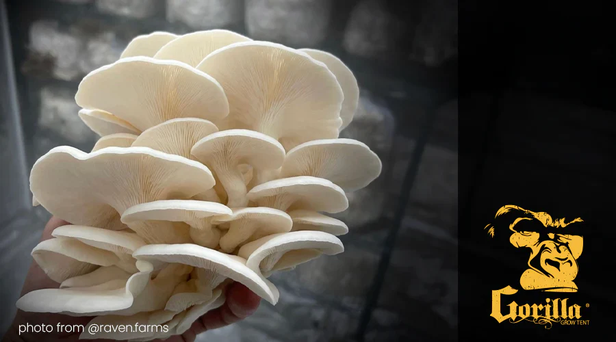 growing mushroom with gorilla mushroom tent