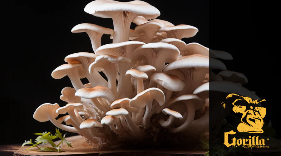 Benefits of Using a Mushroom Fruiting Tent (2025): Why Serious Growers Prefer Controlled Environments