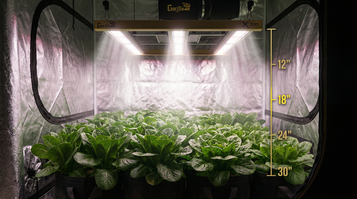 Gorilla Xi330 LED grow light with measurement overlay showing 12-30 inch hang heights above a lettuce canopy