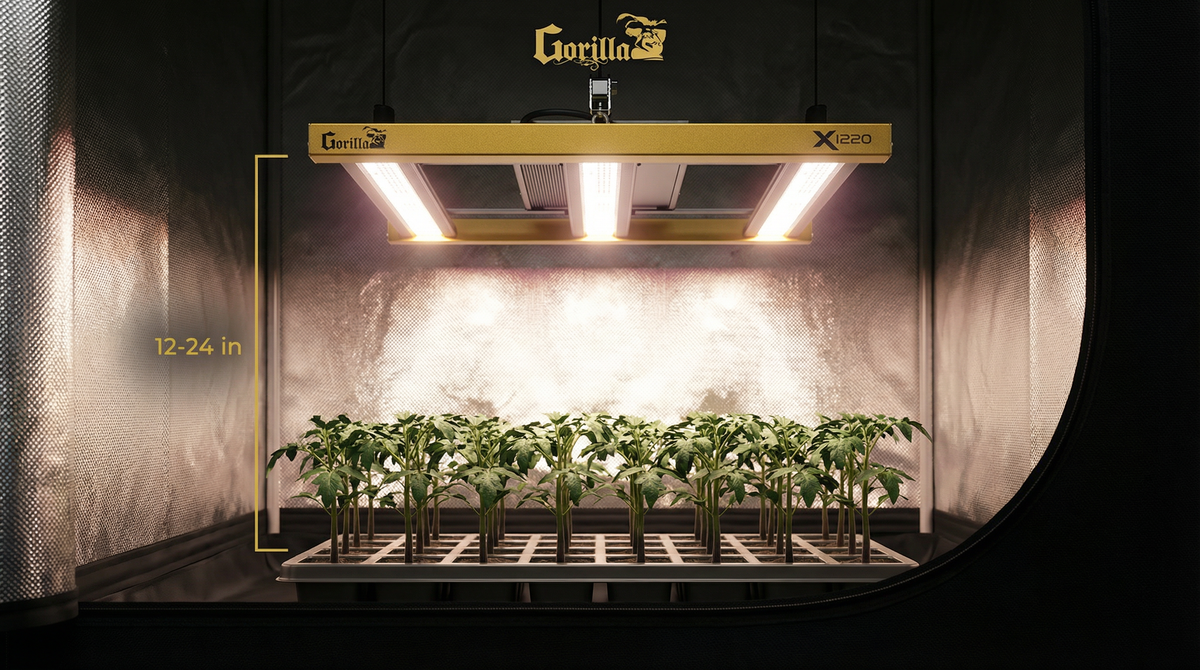 Gorilla Xi220 full-spectrum LED hanging over healthy stocky seedlings inside a grow tent