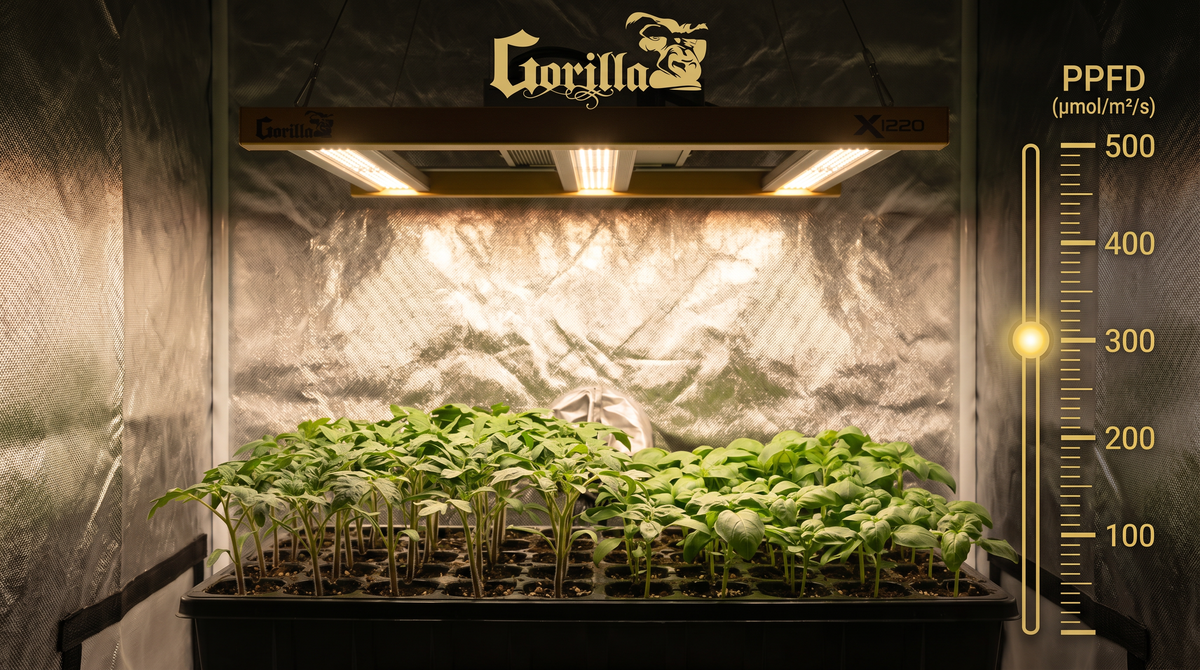 Gorilla Xi220 LED above healthy seedling tray with gold PPFD gauge showing 100-500 µmol/m²/s range