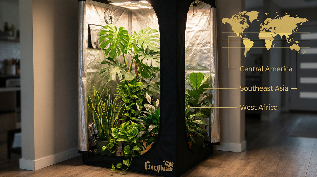 Tropical houseplants (monstera, snake plant, fiddle leaf fig, pothos) inside a Gorilla Grow Tent with world map showing native origins