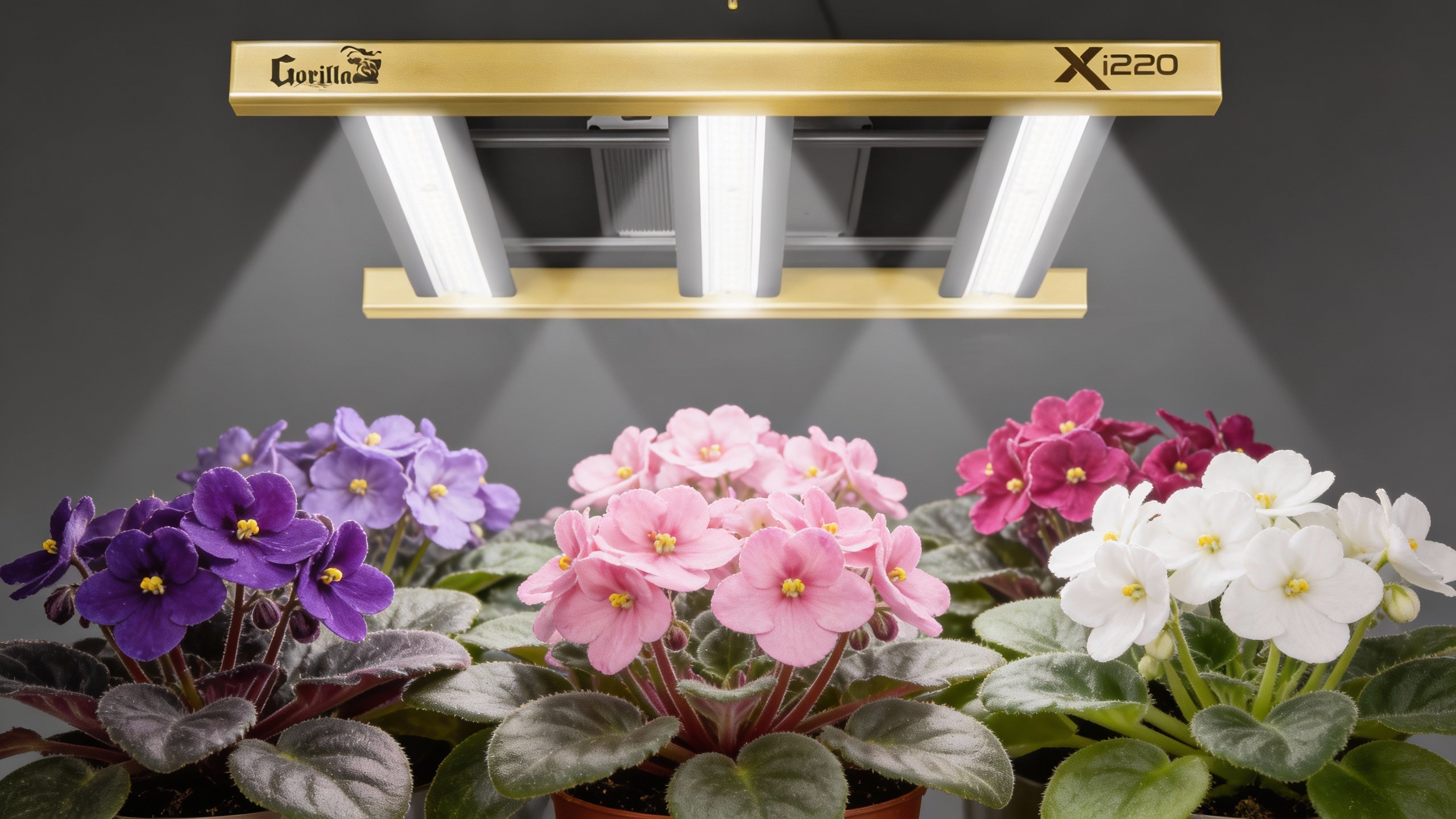 Grow Lights for African Violets