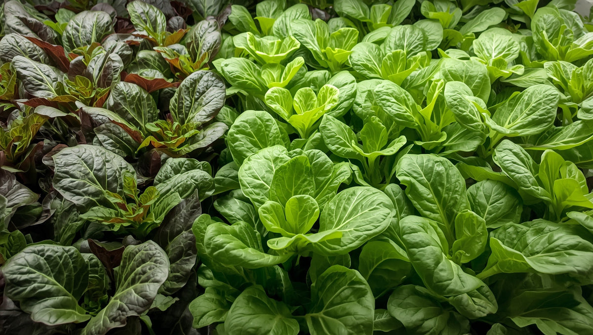 Top Plants to Grow in Hydroponics