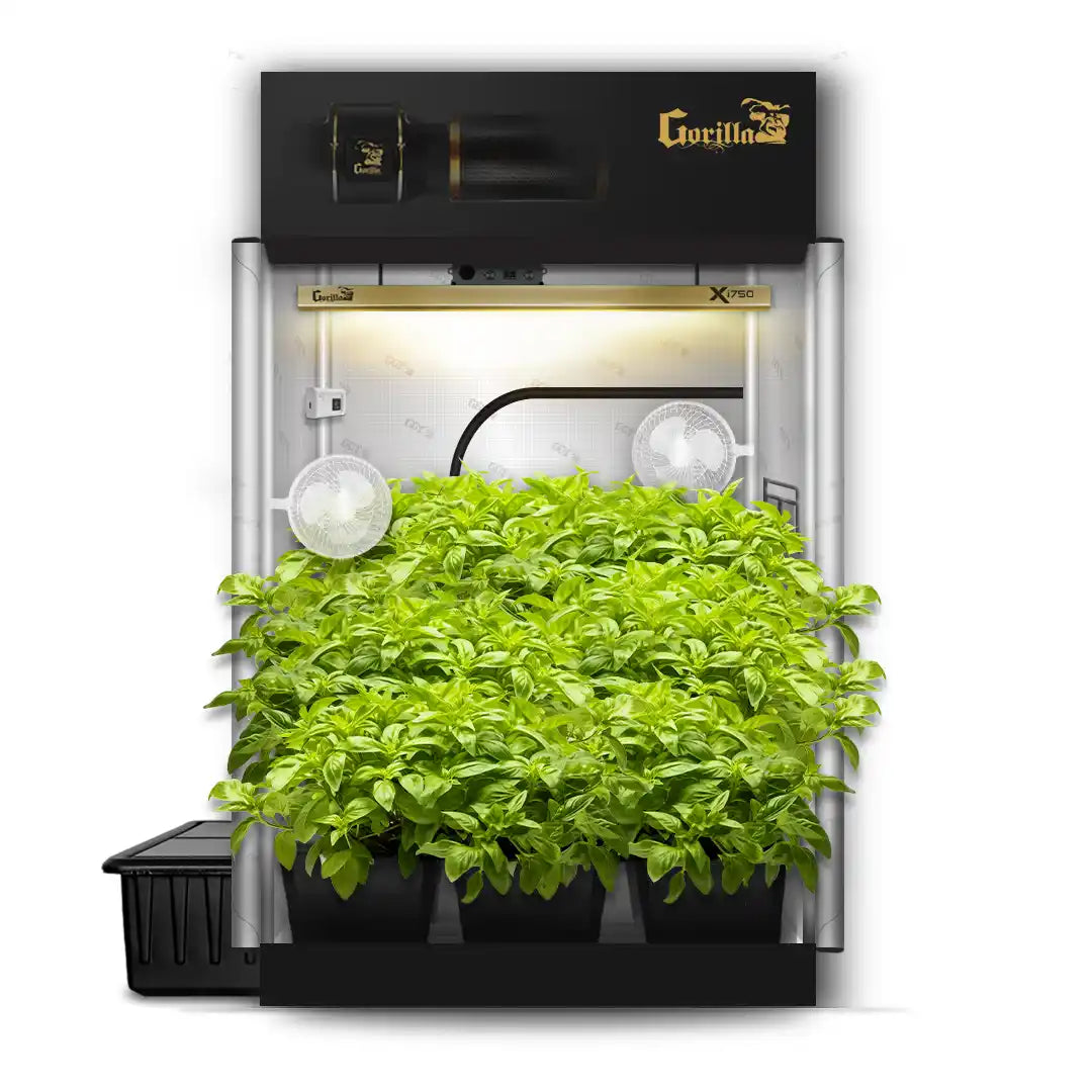 A 5x5 grow tent with hydroponic equipment and LED grow lights inside, showing lush green plants.