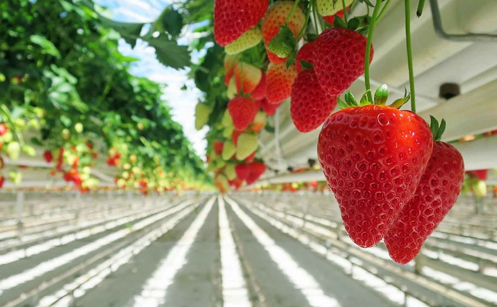 How to Grow Hydroponic Strawberries: Your Complete Guide to Year-Round Sweet Berries