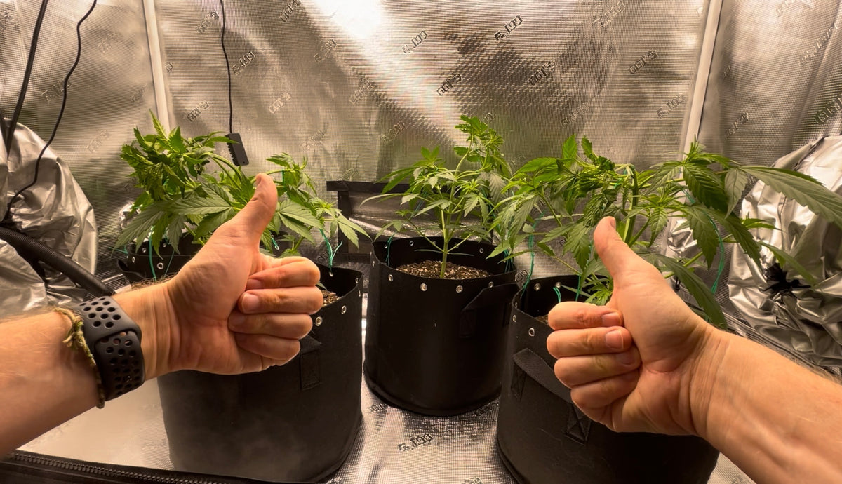  Supercropping: Maximize Your Plant Yields with Advanced Techniques