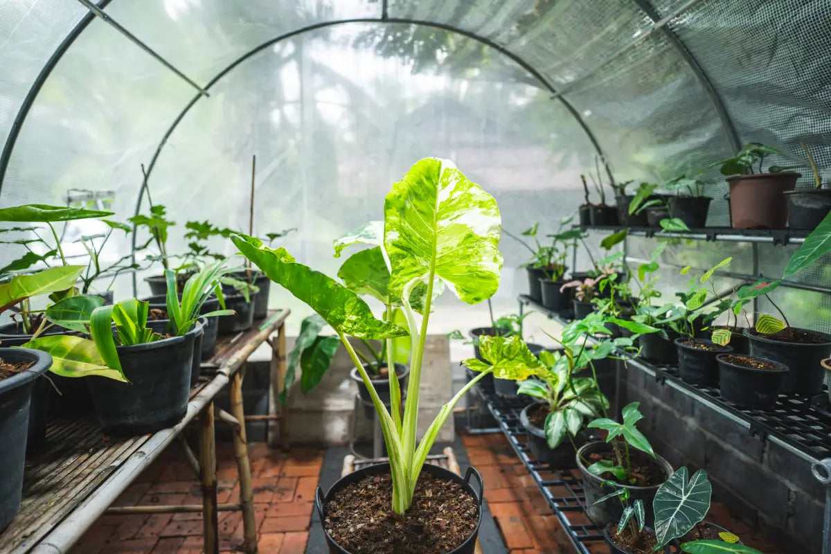 What is VPD in a Grow Tent? Understanding Vapor Pressure Deficit for Optimal Plant Growth