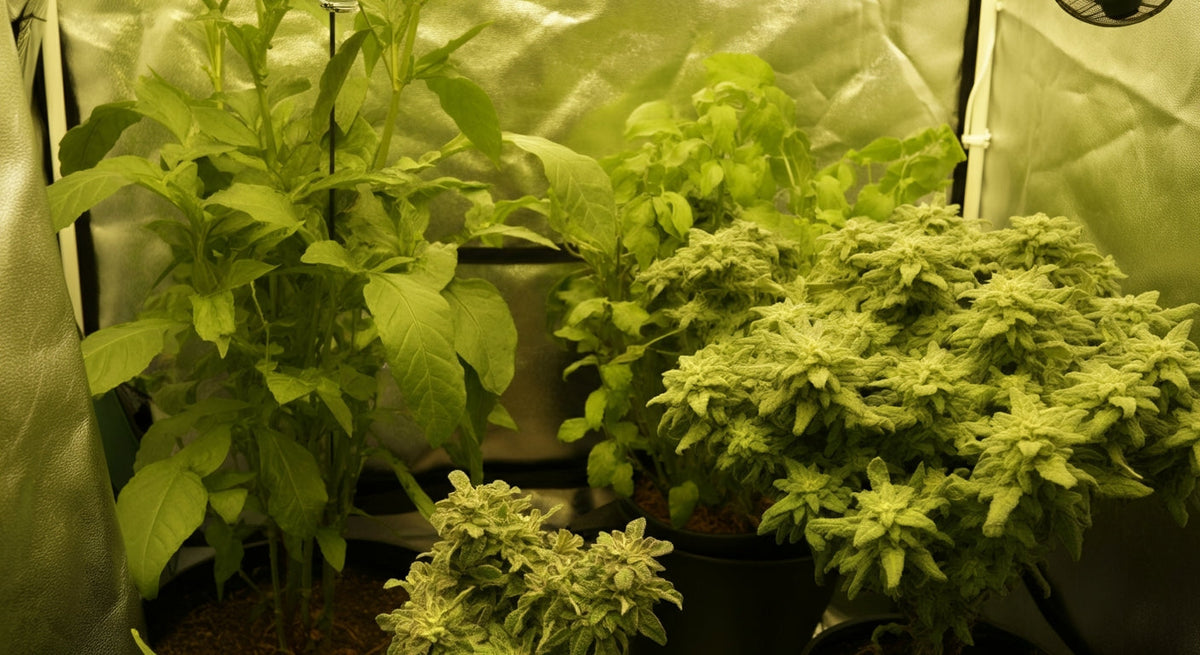 Lower Temperature in Your Grow Tent