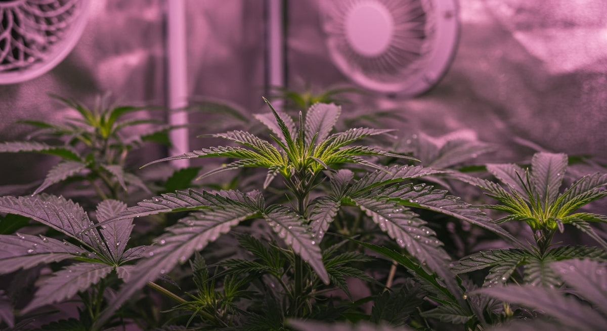 How to Lower VPD in Grow Tent: Ultimate Guide for Perfect Plant Environment