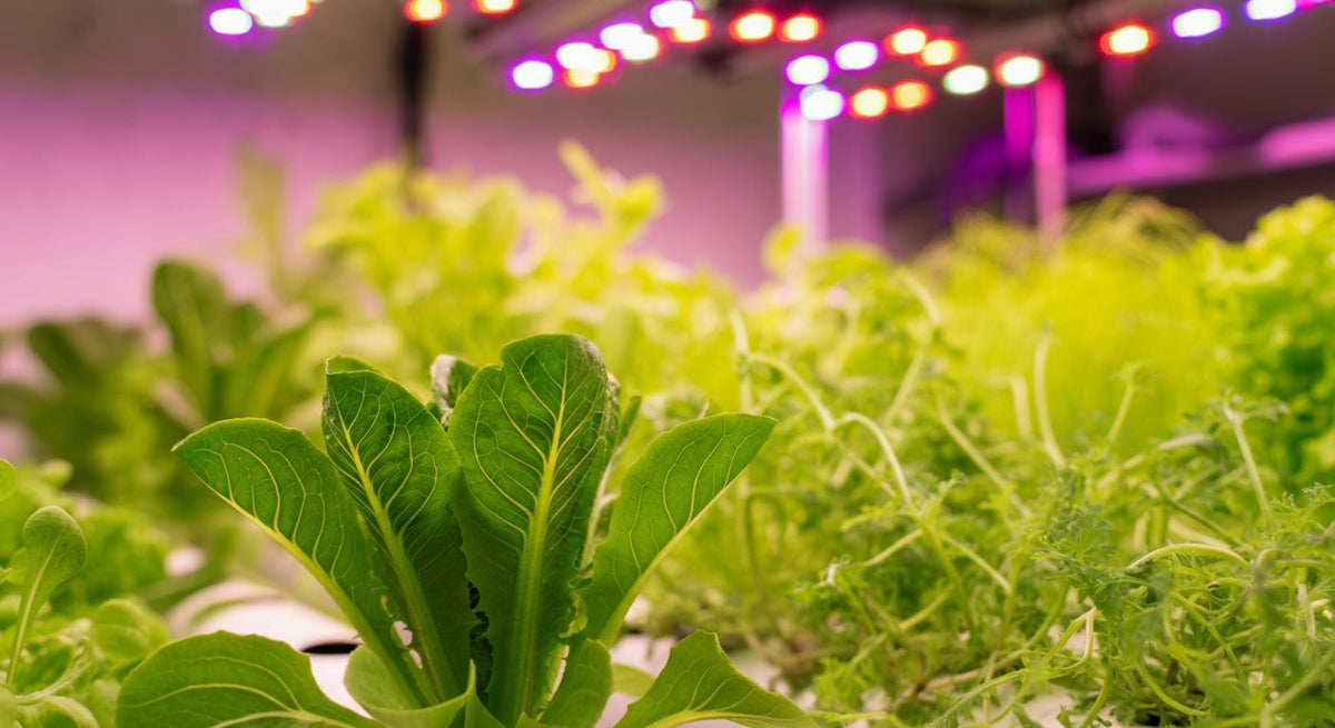 How to Grow a Plant: Your Complete Single Plant Cultivation Journey