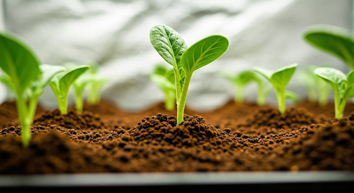 How to Grow Plant from Seed
