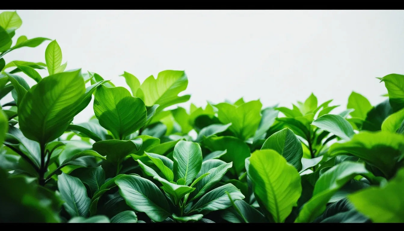 How to Restore Sulfur Nutrient Deficiency in Plants