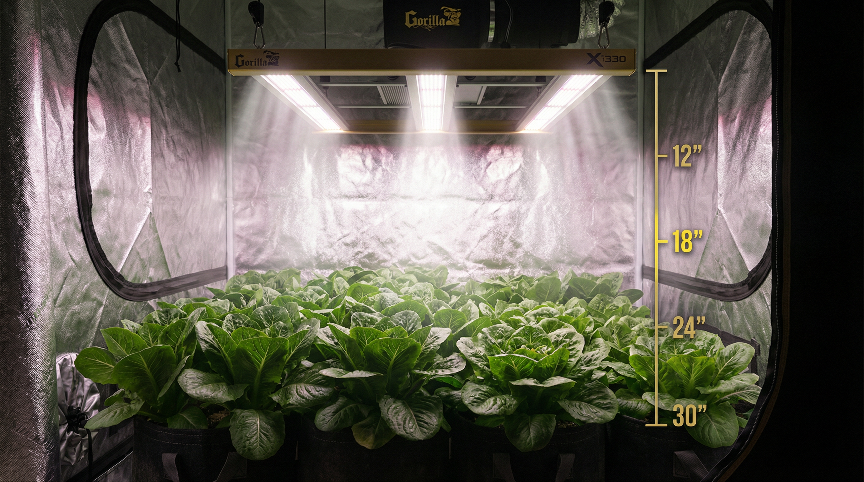 Gorilla Xi330 LED grow light with measurement overlay showing 12-30 inch hang heights above a lettuce canopy