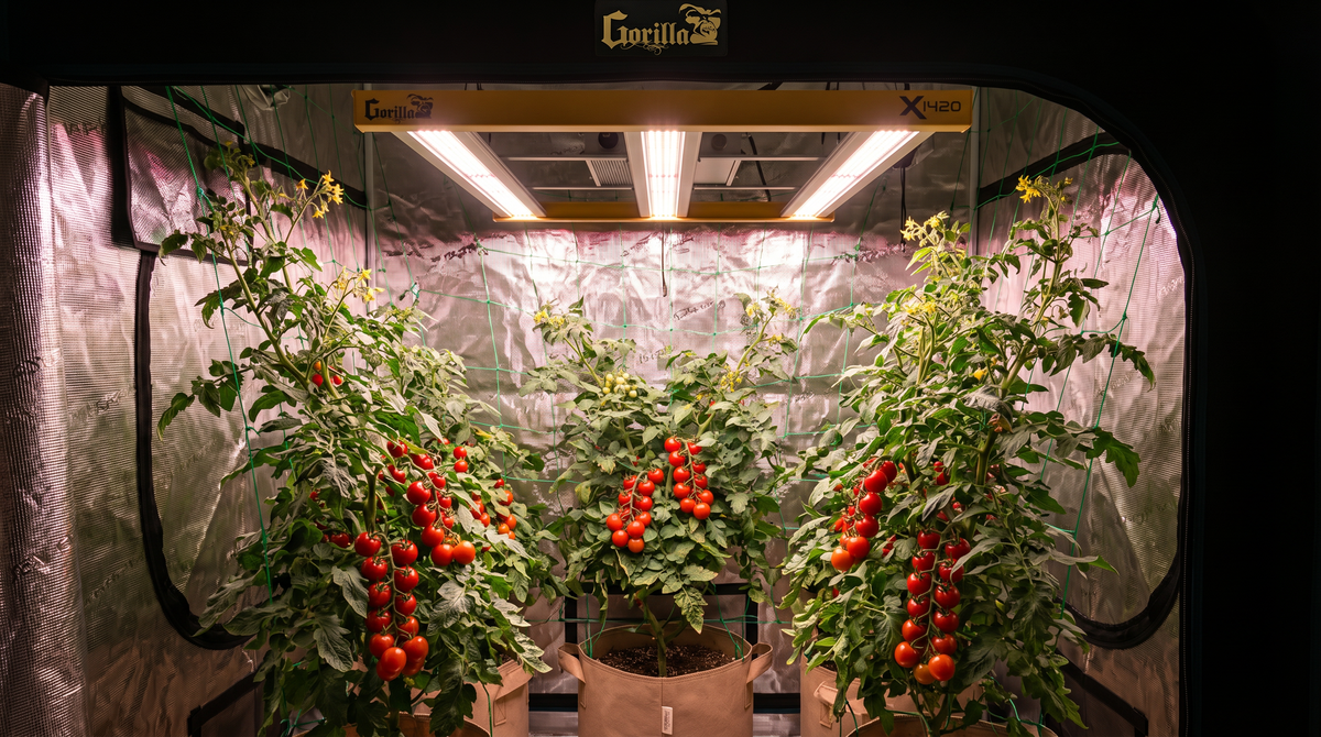 Cherry tomato plants with ripe red fruit under a Gorilla Xi420 LED inside a grow tent