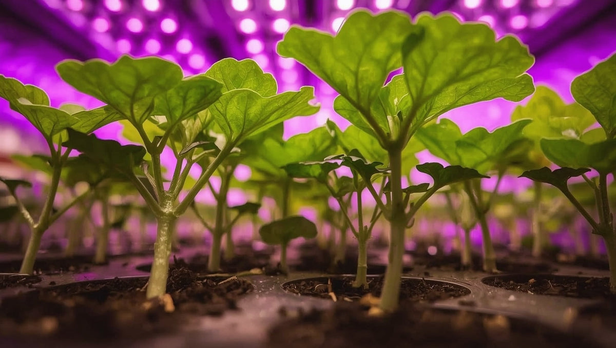 Grow Lights for Cucumbers