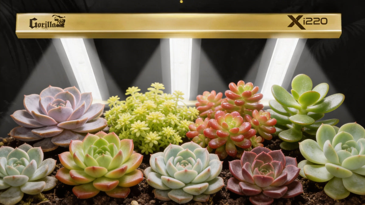  Perfect Grow Light for Succulents