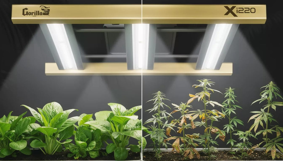  Using Grow Lights for Seeds