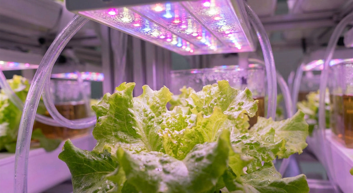 Vibrant green lettuce growing under bright LED grow lights in an indoor hydroponic setup.