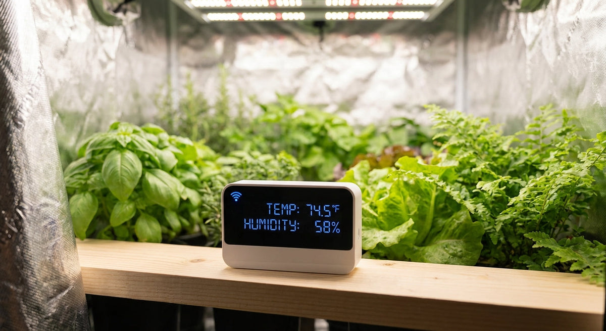 A modern WiFi-enabled humidity and temperature sensor displaying readings in a grow tent environment.