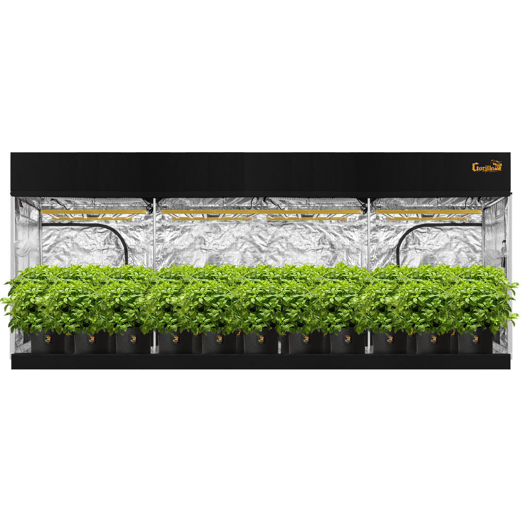 Gorilla Grow Tent 10x20 Pro fully assembled with doors open showing interior growing space