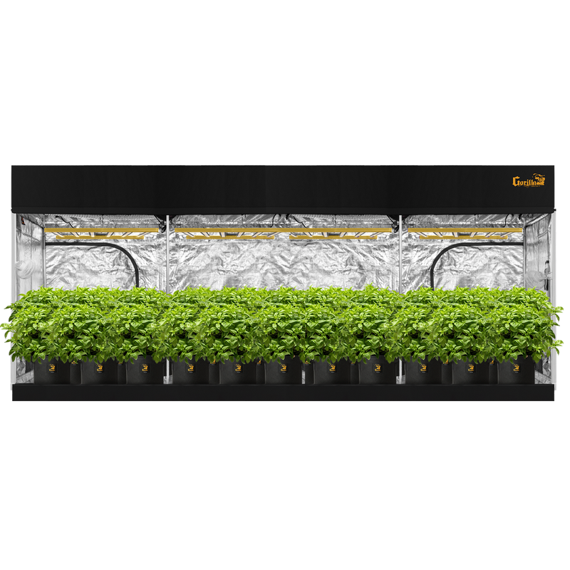 Gorilla Grow Tent 10x20 Pro fully assembled with doors open showing interior growing space